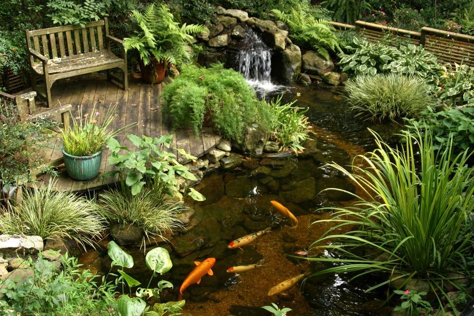 Petit jardin avec poissons rouges