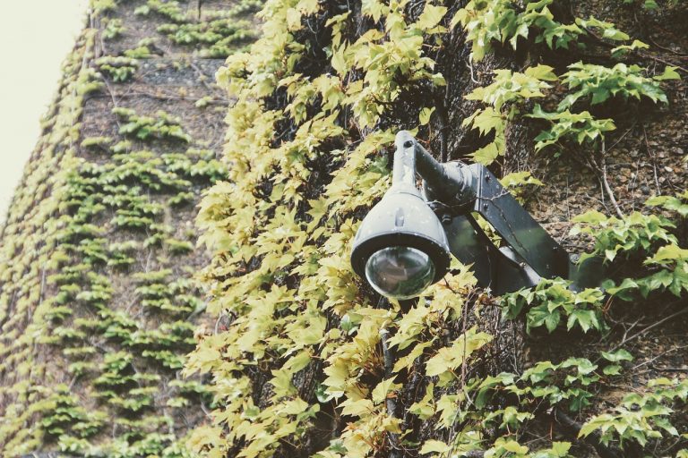 Caméra de surveillance sur un mur végétal