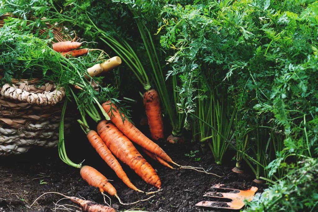 15 des meilleures plantes compagnes des carottes (et certaines à éviter)