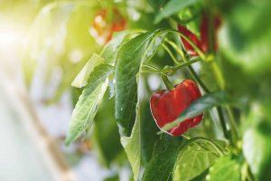 18 des meilleures plantes compagnes du poivron (et 3 des pires)