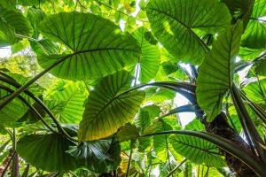 15 plantes tropicales et d'allure tropicale résistantes au froid
