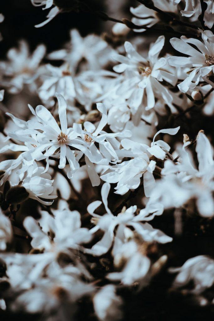 Hamamelis : des fleurs pour l'hiver