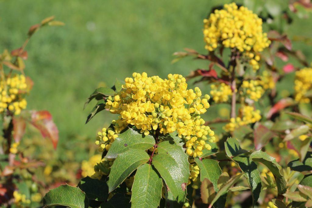 Mahonias : des fleurs pour l'hiver