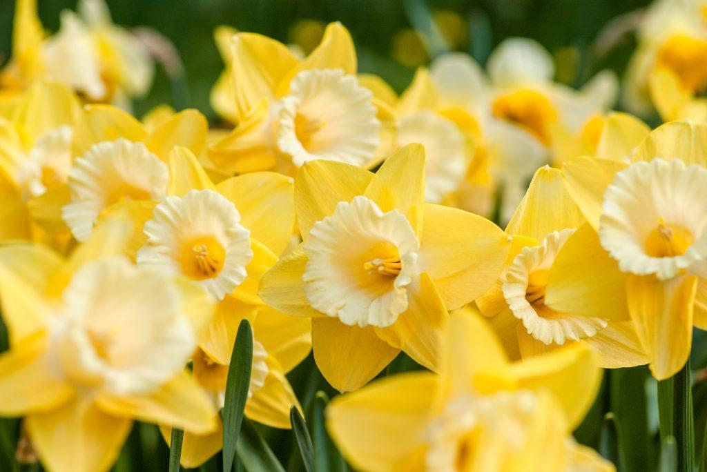 Narcisses jaunes : des fleurs pour l'hiver