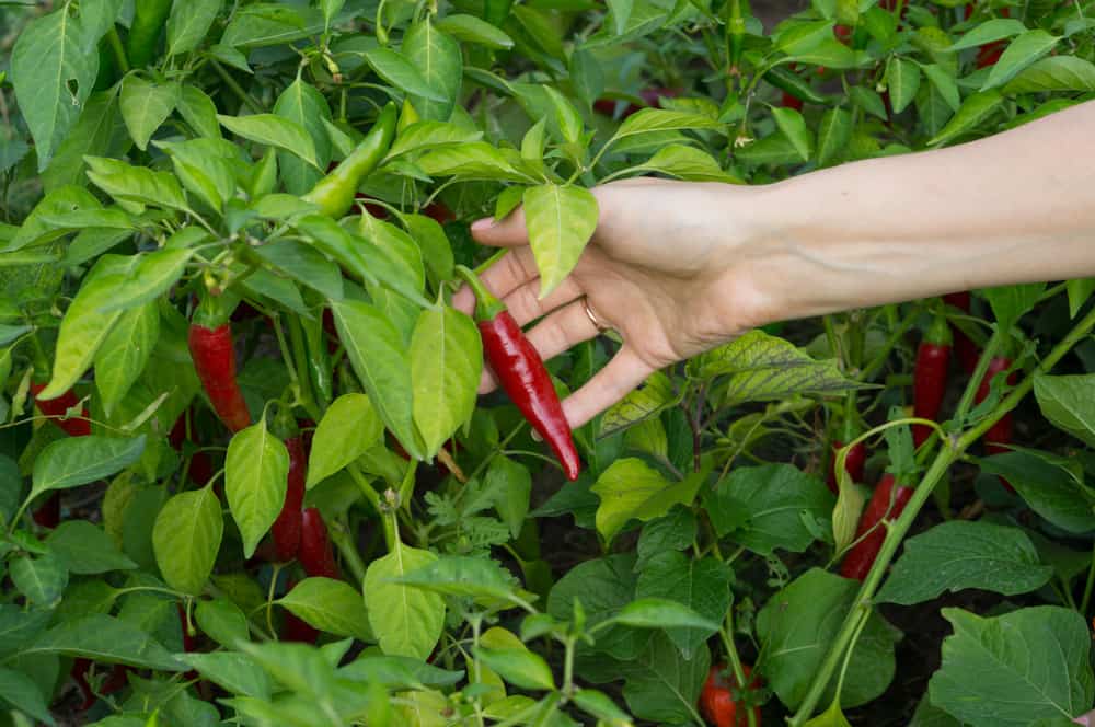 9 excellents plants de piments forts pour les saisons courtes ou les climats froids