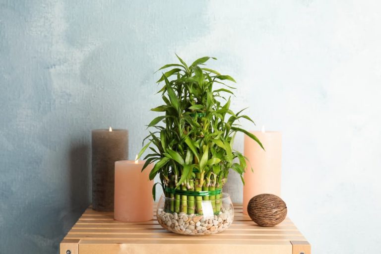 Comment cultiver et soigner le Lucky Bamboo dans votre maison