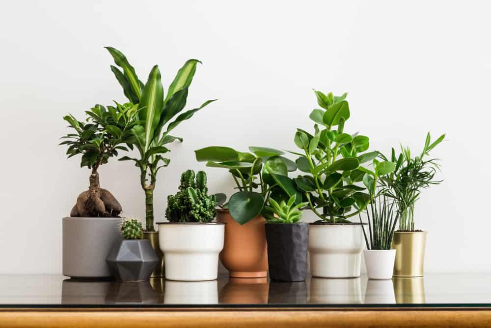Comment choisir le conteneur idéal pour vos plantes d'intérieur ?