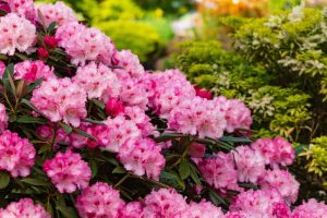 Comment planter, cultiver et entretenir les rhododendrons ?