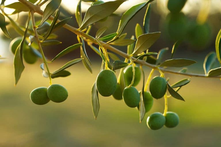 Comment cultiver, soigner et récolter les oliviers ?
