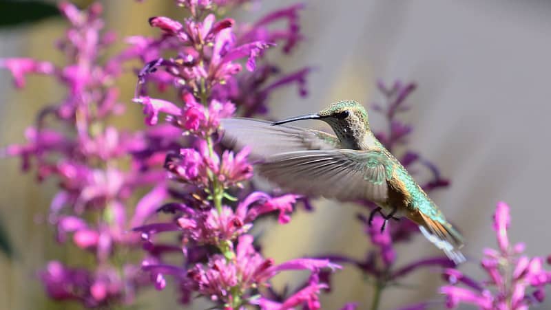 Colibri à queue large se nourrissant d'Agastache
Photo par Ryan Moehring / USFWS