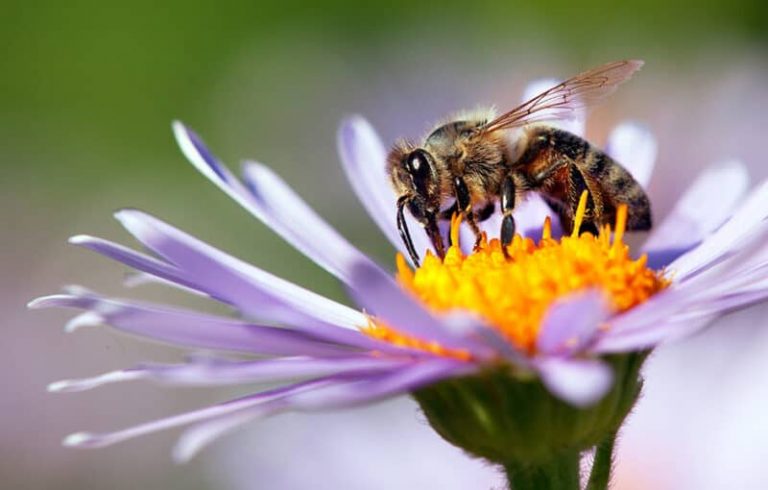 6 façons simples d'attirer les pollinisateurs et d'améliorer votre récolte