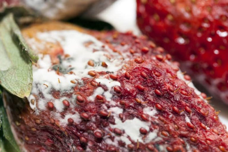Comment traiter et prévenir la pourriture du fruit Botrytis dans les fraises ?