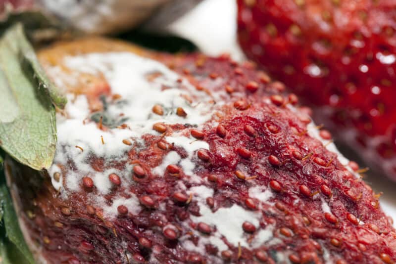 Comment traiter et prévenir la pourriture du fruit Botrytis dans les fraises ?
