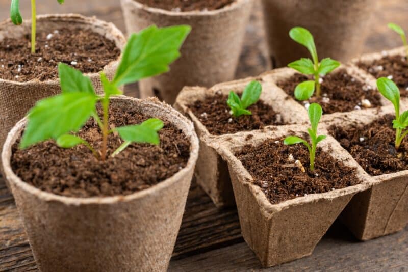 Comment sélectionner des dahlias à partir de semences pour économiser de l'argent et en cultiver de nouvelles sortes