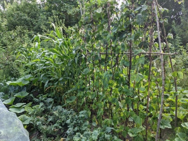 18 cultivars de maïs indigènes étonnants à découvrir