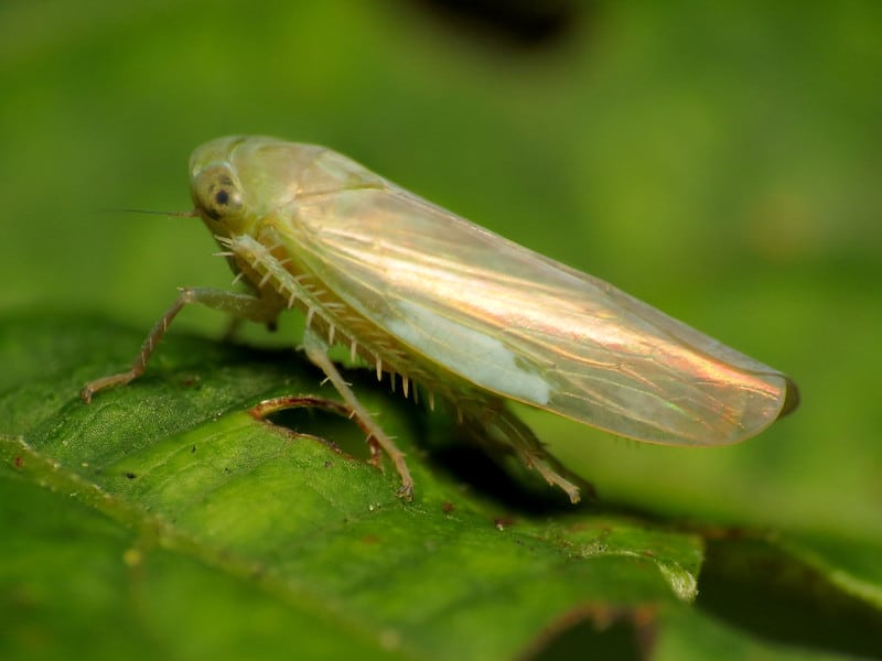 Les cicadelles transmettent la maladie du gros bourgeon de la tomate à toutes les espèces de Solanacées.  Photo via Katja Schulz sur Flickr Creative Commons