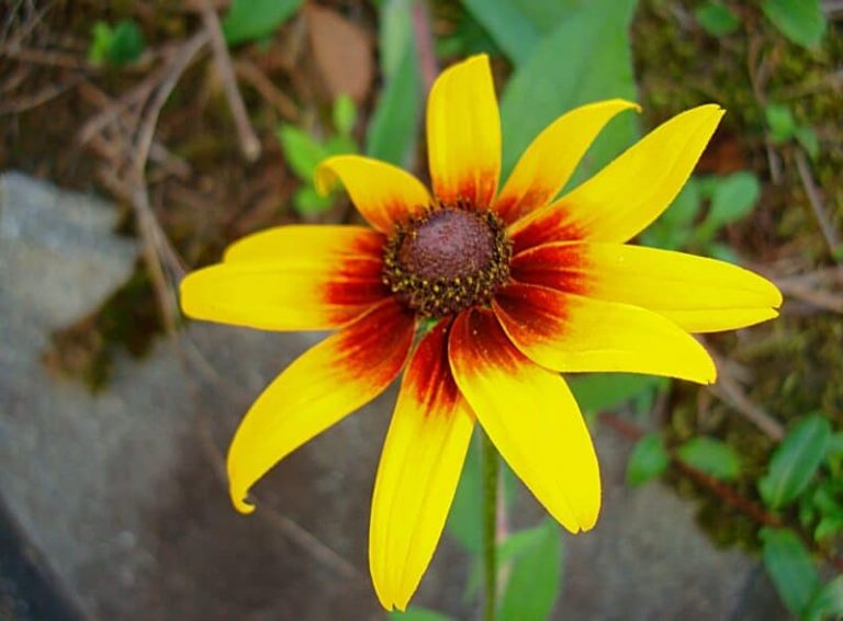 Cultiver des Susans à œil noir pour une couleur durable dans votre jardin