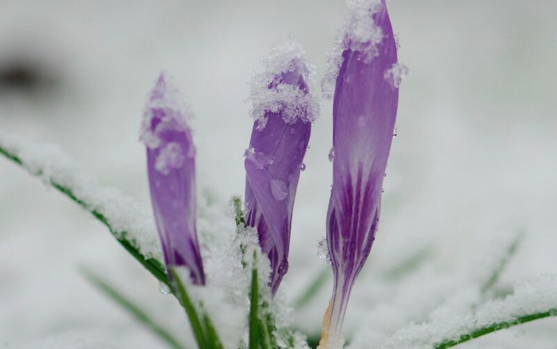 Couleurs printanières
Crocus émergeant de la neige
Photo par Magnus Hagdorn via Flickr Creative Commons
