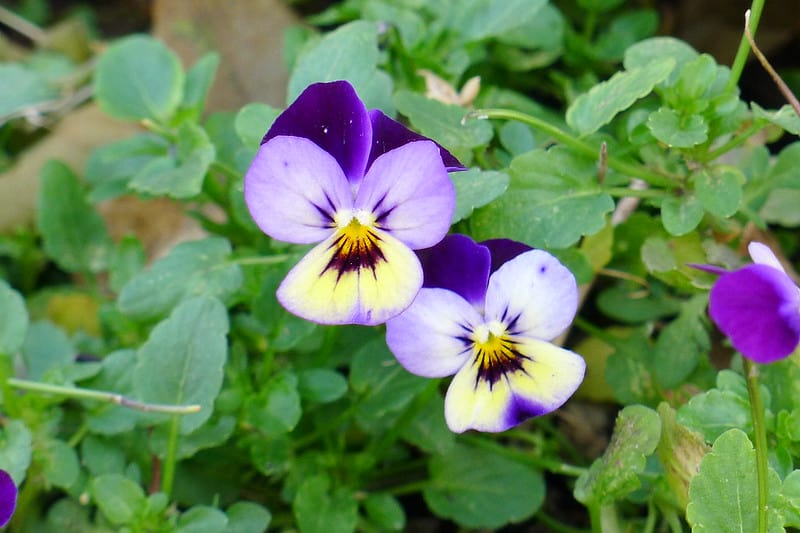 Viola tricolore
Photo par Alvin Kho via Flickr Creative Commons