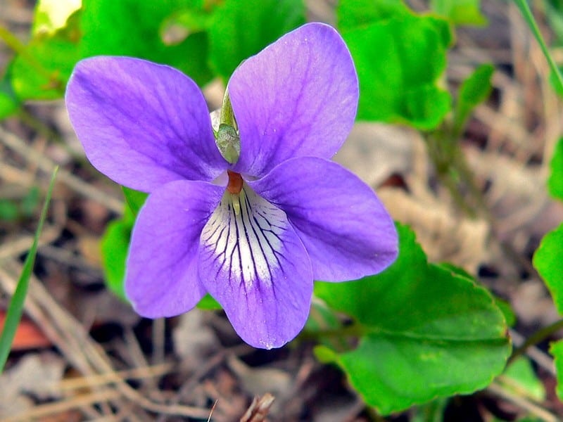 Violette des bois
Photo par Bernard Dupont via Flickr Creative Commons