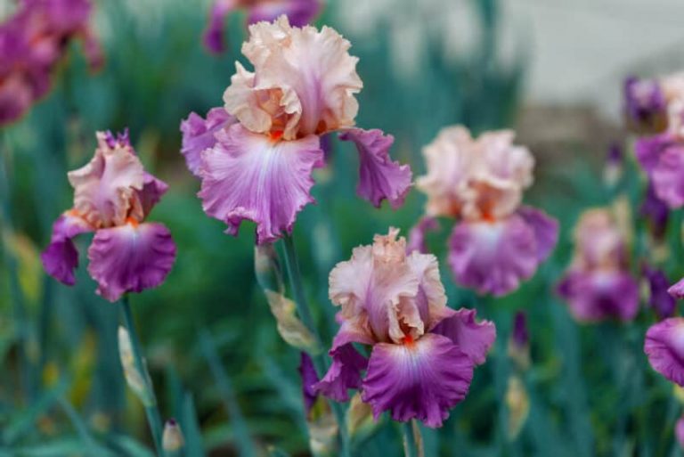 How to Plant and Grow This Classic Beauty
