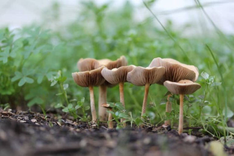 Les champignons dans la pelouse et le jardin : Bon ou mauvais ?