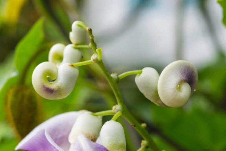 Cultiver la vigne escargot pour obtenir des fleurs inhabituelles et un parfum intense