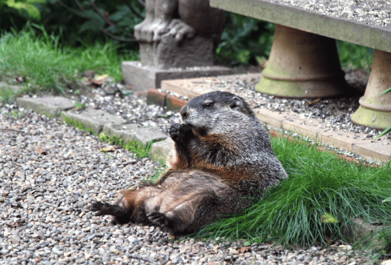Photo de la marmotte par Anoldent, via Flickr Creative Commons