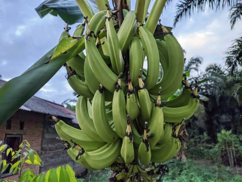 Comment cultiver des plantains pour l'alimentation et la beauté